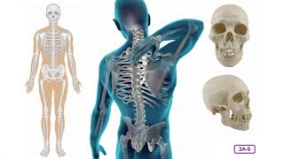 Unit 3: Lesson 3 - Skeletal System - Appendicular Bones
