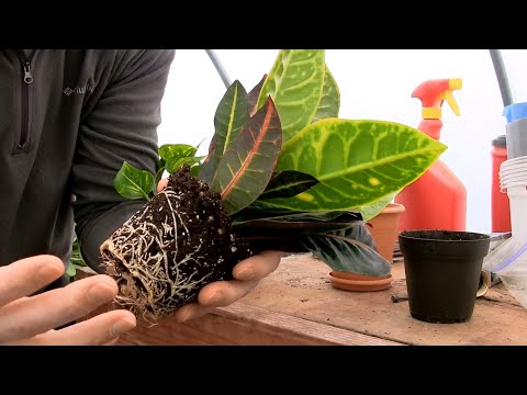 Videó: A Croton Levelek Leesnek: Mi A Teendő, Ha A Croton Télen Leejti A Leveleket? Milyen Okok Miatt Száríthatják? Croton Gondozási Szabályok Otthon