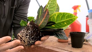 Repotting a Houseplant | Pothos and Croton  Rootbound with a Mass of Roots