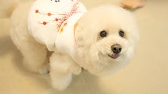 トイプードル ぼん Youtube