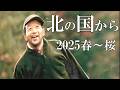 北の国から 2025春 麓郷街道桜並木~石の家 【北海道 富良野市麓郷より】4K