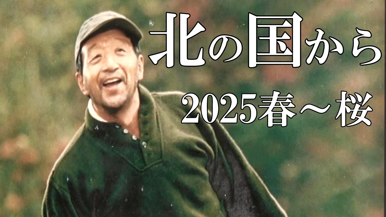 北の国から　２０２５春　麓郷街道桜並木～石の家　【北海道 富良野市麓郷より】４Ｋ