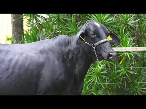 LOTE 174   KIARA FIV WINSTON SANTA LUZIA – 1471CL