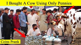 I Bought A Cow Using Only Pennies | Islamabad Pakistan