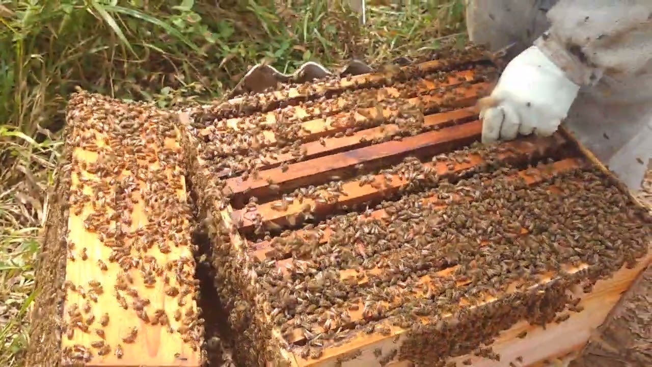 2 quadros de cria 1 de alimento multiplicação de enxame 🐝