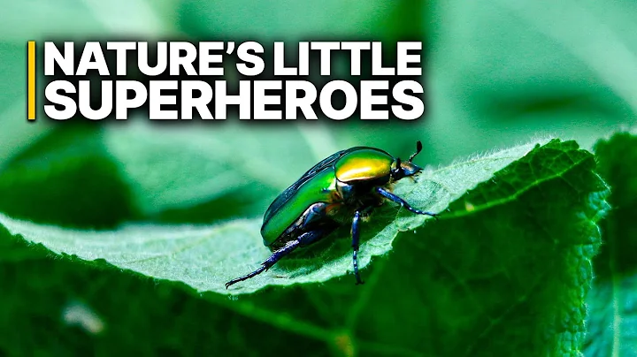 Bugs: Nature’s Little Superheroes | Tiny Insects Solving Humanity's Biggest Problem thumbnail