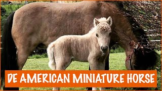 Schattigste Veulen Ooit Paardenpraattv