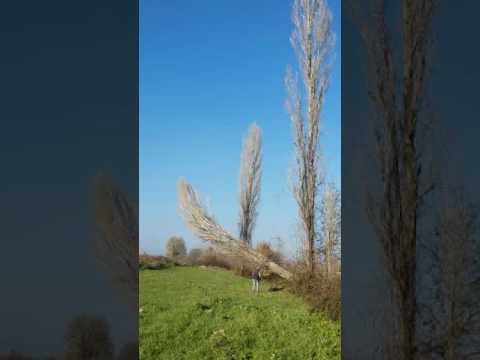 Kavak ağacı kesimi