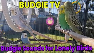 TV for Birds: Budgies Talking for Lonely Birds