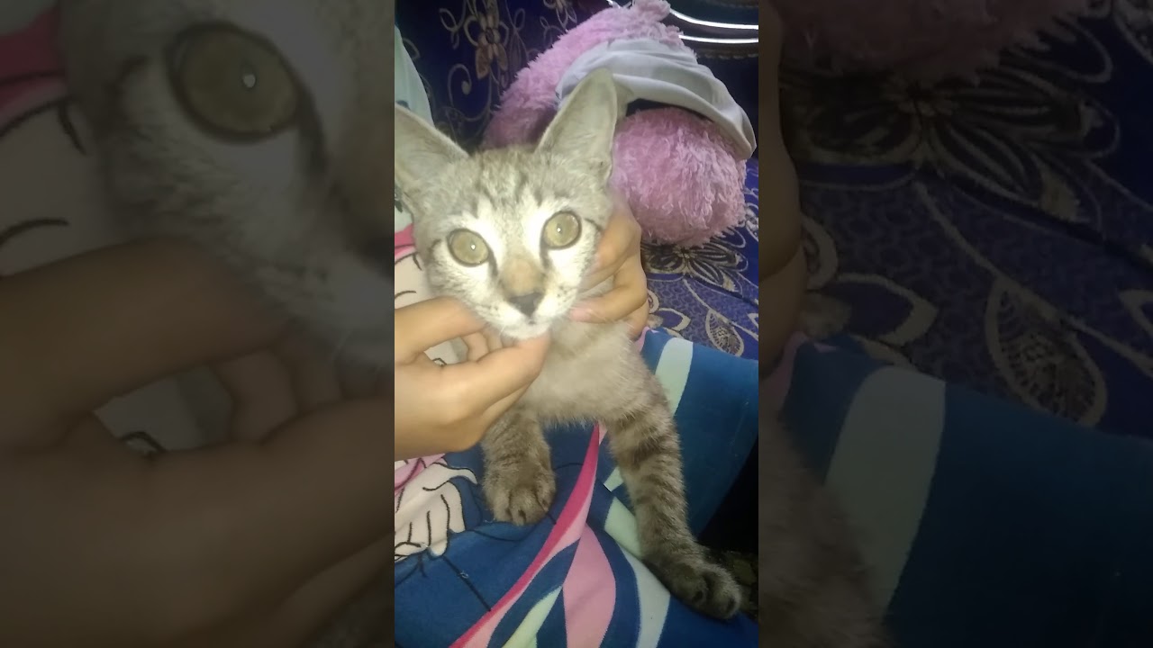 Kucing lucu 