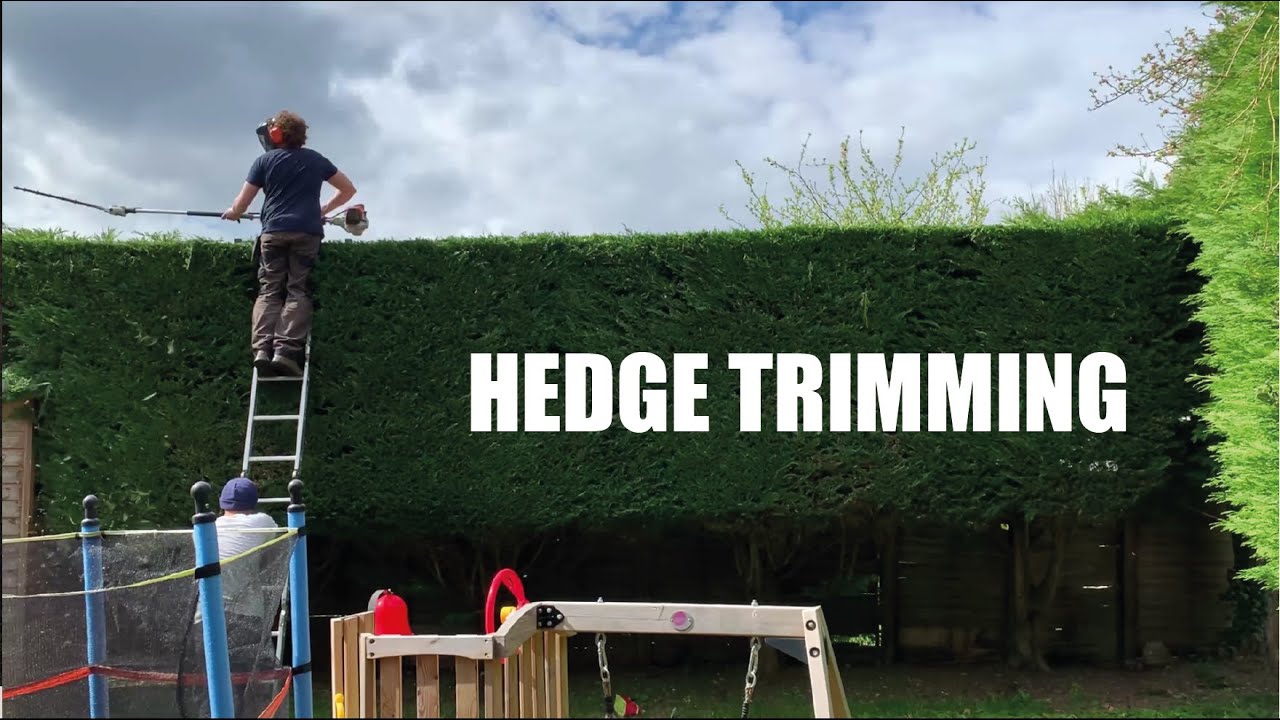 Trimming A Conifer / Leylandii Hedge - YouTube