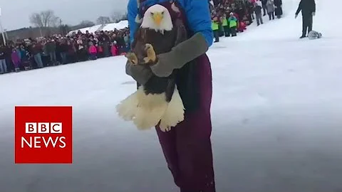 Eagle rescued after huge ice ball grows on its tail - BBC News