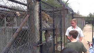 Leopardo no Moholoholo - centro de reabilitação de animais selvagens na África do Sul
