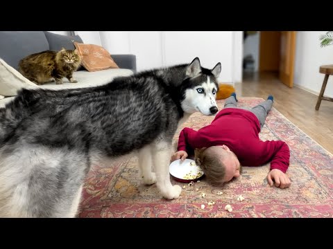 Βίντεο: Πώς φτιάχτηκε το Siberian Husky;