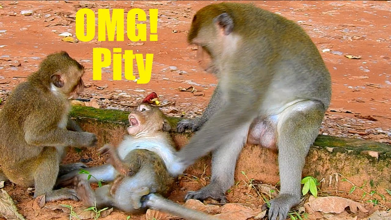 Oh help Oh help me, Master monkey hit baby monkey so hard, Fresh Newborn Monkey 1211