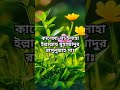 কালেমা-লা ইলাহা ইল্লাল্লাহু মুহাম্মাদুর রাসুলুল্লাহ সাঃ #shorts
