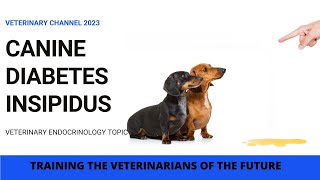 Canine Diabetes Insipidus