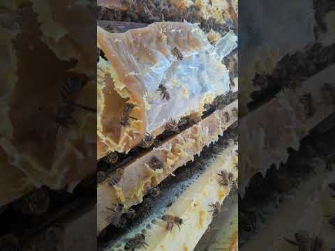 برداشت عسل طبیعی روستای یحیی آباد