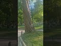 Parc de monceau quartier de l'Europe- French region
