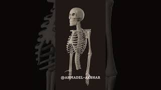 So I made a skeleton in #blender #3d , well half a skeleton. So I made a skeleton in #blender #3d , well half a skeleton.
