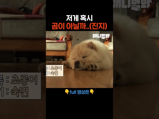 포동포동 궁디.. #애니멀봐 #shorts
