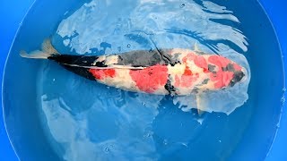 Modern Koi Blog #3628 - Makoto evaluates his Koi that grew up in Germany: Showa