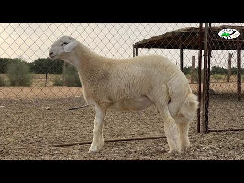 مشروع طلي حري فاخر للبيع رقم 0555065617