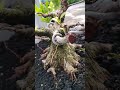 Bonsai Kimeng Mame, Program Tahapan Kimeng Mame