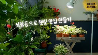 [4K]장마철 식물등으로 햇빛 맛집 만들기 / 필립스 LED 식물등 단독 최저가 공동구매 이벤트 / 샛별하우스 스탠드 공동구매 /장마철 부족한 햇빛 보충하기