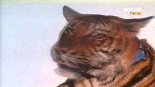 Gold Label Lager - Oi you're nickin my beer - Tiger