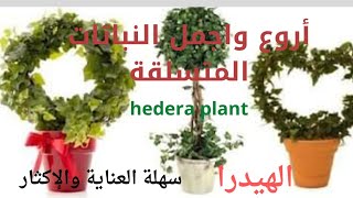 نبات الهيدرا المتسلق/افضل المتسلقات/hedera plant care/طريقة العناية والإكثار