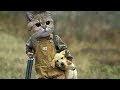 「絶対に笑う」あり得ないことをする犬★おもしろい犬のハプニング, 失敗画像集 #2