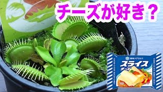 食虫植物ハエトリソウはチーズも食べるのか Youtube