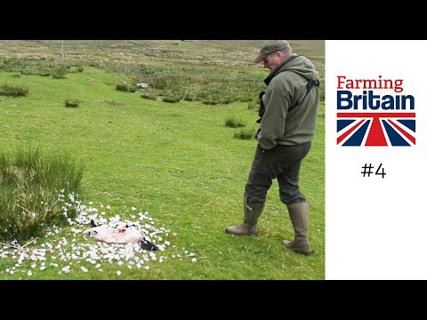 Farming Britain #4 – Lamb attacks pushing farmers to the edge