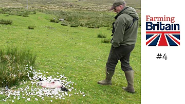 Farming Britain #4 – Lamb attacks pushing farmers to the edge