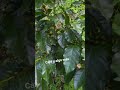 catimore rami corto #café Un excelente café casi para todos los climas