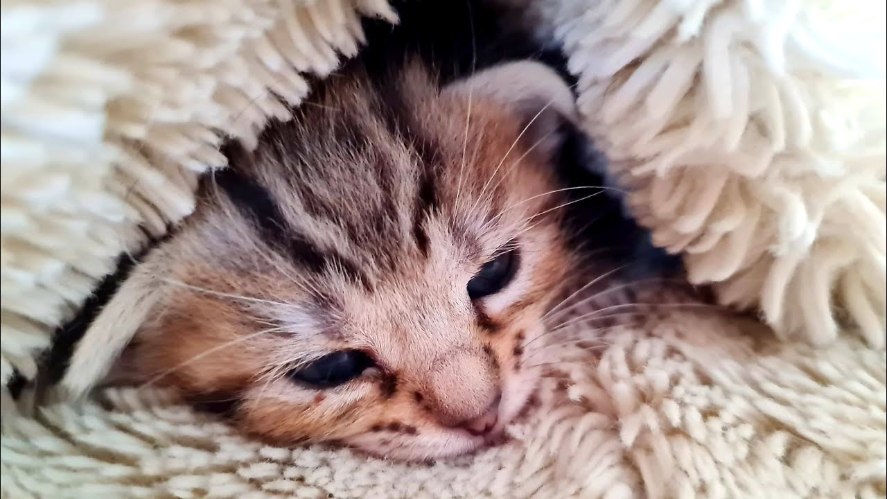 Story of A 4 Weeks Old Kitten Crying For 24 hours Non Stop