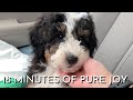 8 Week Old Mini Bernedoodle Puppy's First Month Home Part 1 | Medical School Vlog 11