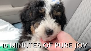 8 Week Old Mini Bernedoodle Puppy&#39;s First Month Home Part 1