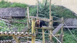 Howler monkeys howling