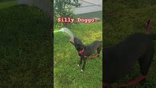nom nom water nom nom. I love Nash, such a silly dog. #bordercollie #labrador #borador #pets #dog