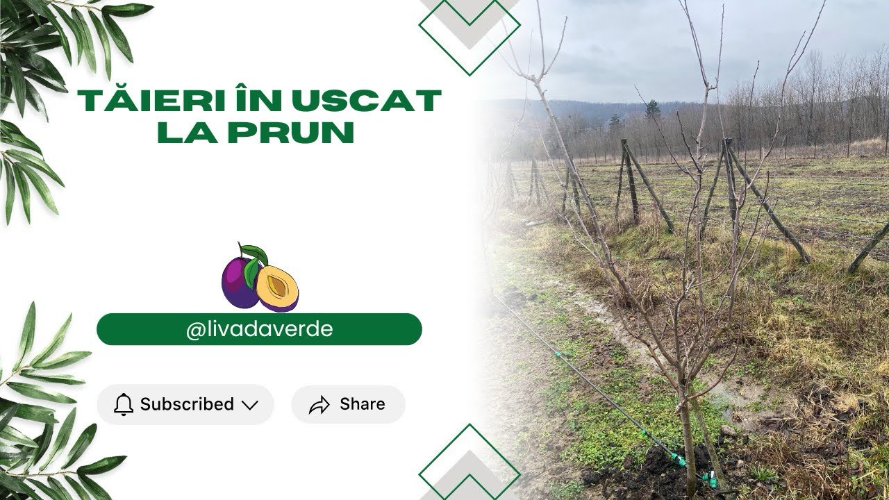 Tăieri în uscat la Prun (Am dat startul tăierilor în uscat) 🫐🫐🫐