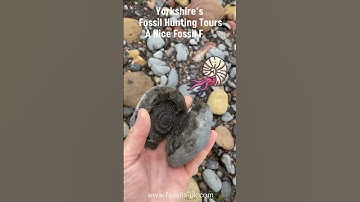 Fossil Hunting Group Uncovers Big Fossil! #fossilhunting #fossils #shorts