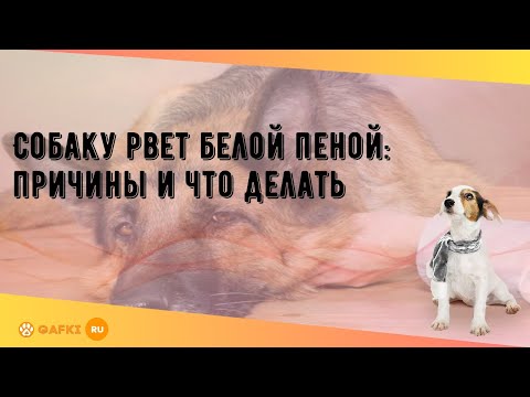 Собаку рвет белой пеной: причины и что делать