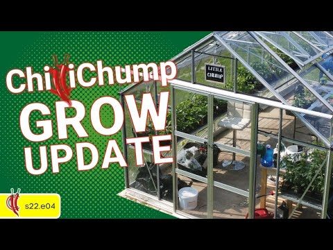 Update on the Freak Chilli Plant! Chilli Garden update (s22e04)
