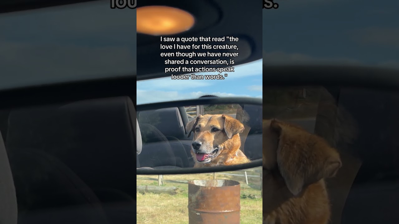 Nothing compares 🥺 #doglove #rescuedoglove #rescuedog #ytshorts #shorts #trending #viral #fyp #fy