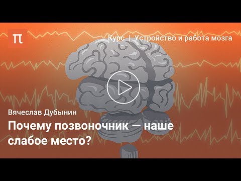 Вячеслав Дубынин — Спинной мозг