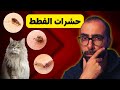 حشرات القطط و علاجها الدليل الكامل بالصور