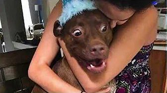 Dogs Being the Real Comedy Kings 😂 Funniest Animal Videos 2025