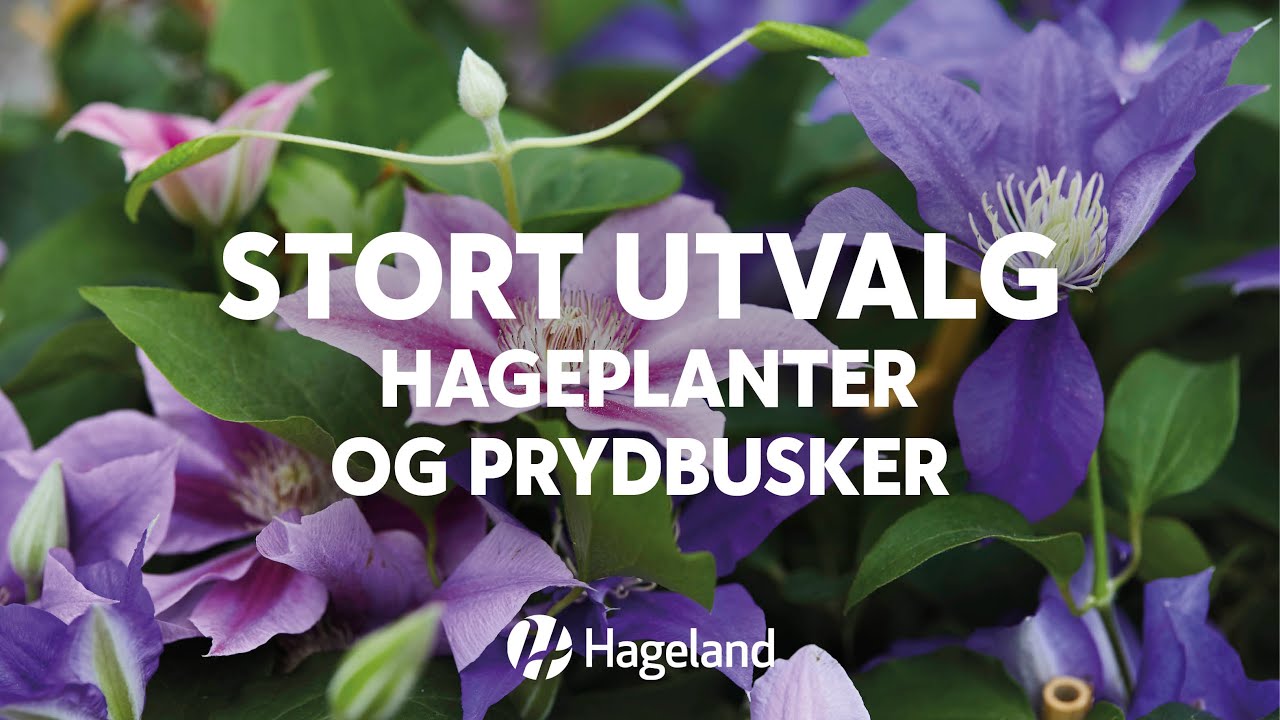 Stort utvalg hageplanter og prydbusker - Hageland